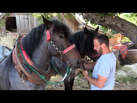 ŠUMSKI RADNI DAN NA ROMANIJI 2025 !!!