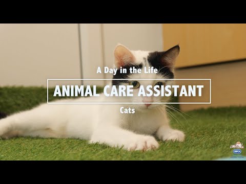 A Day in the Life of a RSPCA Animal Care Assistant: Cats