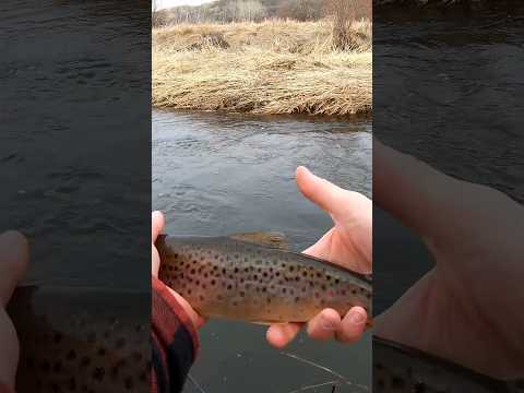My dog loves trout fishing too!