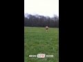 Funny Dog