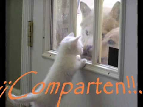 La Navidad de Perros y Gatos