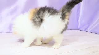 スコティッシュフォールドの動画01