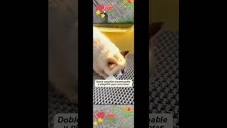 Download lagu Keeping Cat Litter in Place in Small Spaces! #cat #cats #cleancat #clean mp3