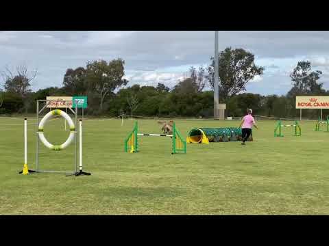 Agility Trial 27/09/20 - Wisdom - JD - 6th Pass
