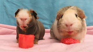 3 Things To Do If Your Guinea Pig Is Sick