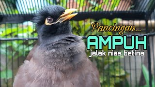 Download lagu Pancingan Jalak Nias betina birahi memanggil jantan paling ampuh jadikan jalak nias lain ikut bunyi mp3 Download lagu Pancingan Jalak Nias betina birahi memanggil jantan paling ampuh jadikan jalak nias lain ikut bunyi mp3