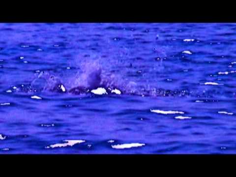 Ouzo the band - Dolphins