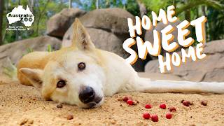 Dingoes, Devils & Otters | Habitat Walkthrough