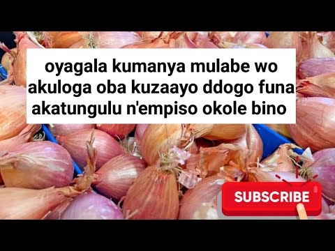 Funa akatungulu n'empiso gwe ayagala okumanya mulabe wo oba omuntu akuloga, ozeeyo eddogo