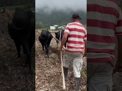 Andes venezolanos. Táchira. Municipio Jáuregui.