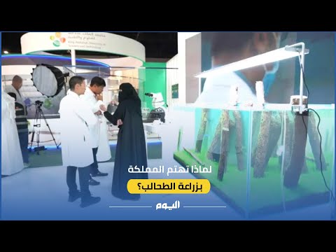 27 مرة.. كيف تعمل الطحالب على خفض الانبعاثات وزيادة الاستثمار؟