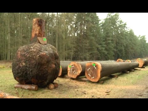 Holzauktion MV in Linstow