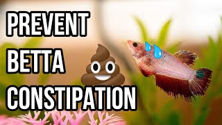 Betta Fish Constipation: How to Diagnose, Avoid and Solve It!