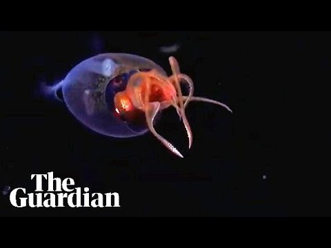 Live colossal squid captured on video in wild for first time ever