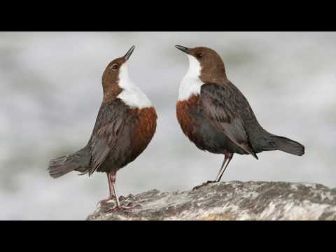 Le cincle plongeur, merveilleux petit oiseau des rivières et torrents