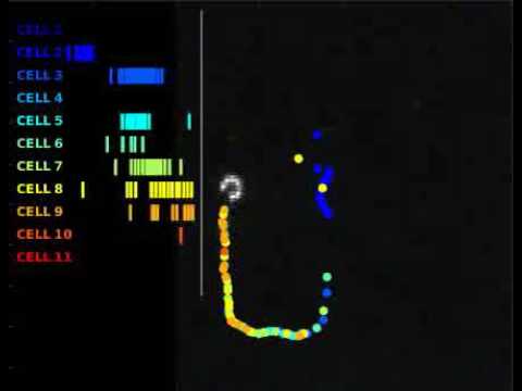 Hippocampal place cell firing