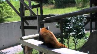 preview picture of video 'レッサーパンダのおやつタイム(ユウタ) Feeding time for the red pandas (Yuta).'