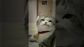 Download lagu JJ✨|kucing indo mana ada kayak gini😥😥|#shorts #tiktok #fyp #kucinglucu #kucingimut #catlover mp3