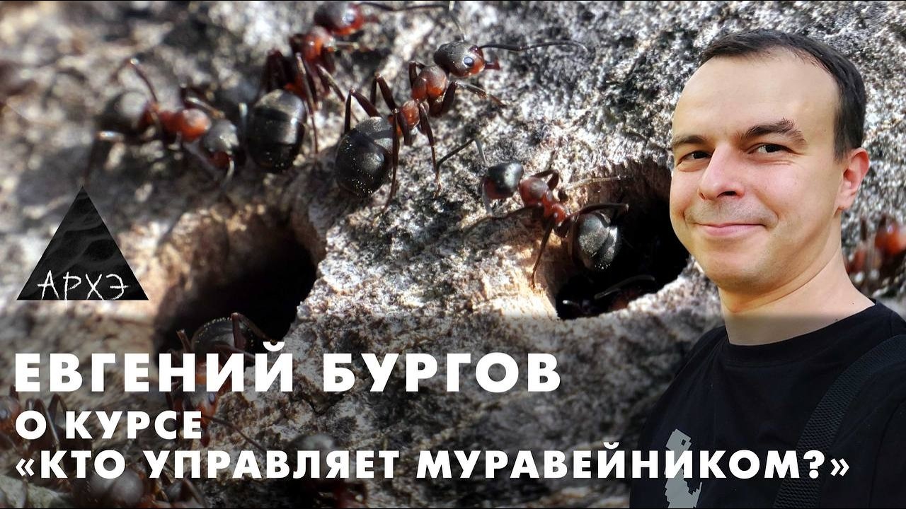 Евгений Бургов: Курс «Кто управляет муравейником?»
