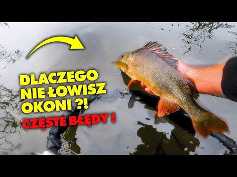 DLACZEGO NIE MOŻESZ ZŁOWIĆ OKONI - MOŻLIWE PRZYCZYNY !
