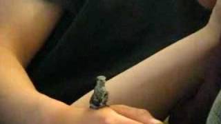 Rescued Baby Hummingbird