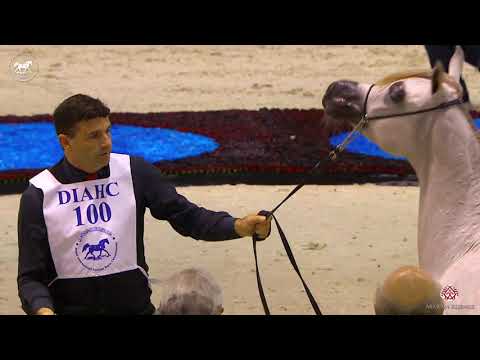 N 100 KA NISHAN   Dubai Arabian Horse Show 2020   Yearling Colts Class 9A