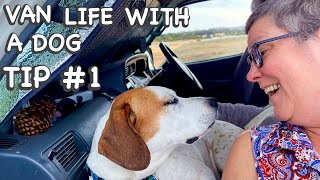VAN LIFE SHOPPING WITH A DOG - TIPS & TRICKS | Van life Australia