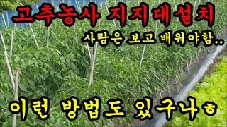 고추농사 고추지지대 설치를 다르게해서 고추를 잘 키우고있어서 촬영해 보았습니다 Pepper farming