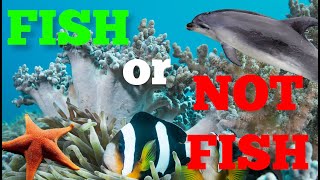 Fish or Not Fish: Is That Aquatic Animal a Fish? - FreeSchool