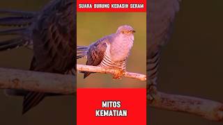 Download lagu SUARA BURUNG KEDASIH SERAM #suaraburung #burungkedasih #duniahewan #kehidupanburung #shorts #viral mp3 Download lagu SUARA BURUNG KEDASIH SERAM #suaraburung #burungkedasih #duniahewan #kehidupanburung #shorts #viral mp3