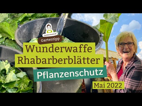 Wunderwaffe Rhabarberblätter: Pflanzenschutz- und Schädlingsbekämpfungmittel selber machen