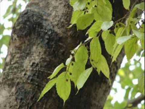 Thể hiện bởi Tấn Minh
