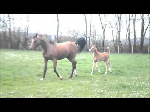 Amir Kharisma ( HasmanGyo x Karima el Arabi ) chez Amir Arabians