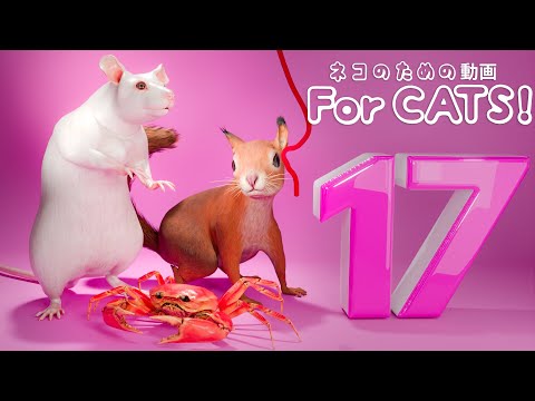 Katzenspiel: Mäuse, Krabben, Eichhörnchen, Spatzen, Tauben, Eidechsen - 6 Stunden - Game for Cats 17