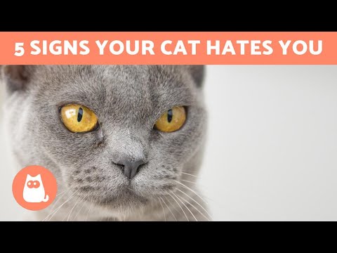 5 Signs Your CAT HATES YOU - Understanding Feline ...