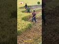 Rice Harvesting Using Brush Cutter Machine