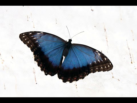 dvejetainis variantas drugelis
