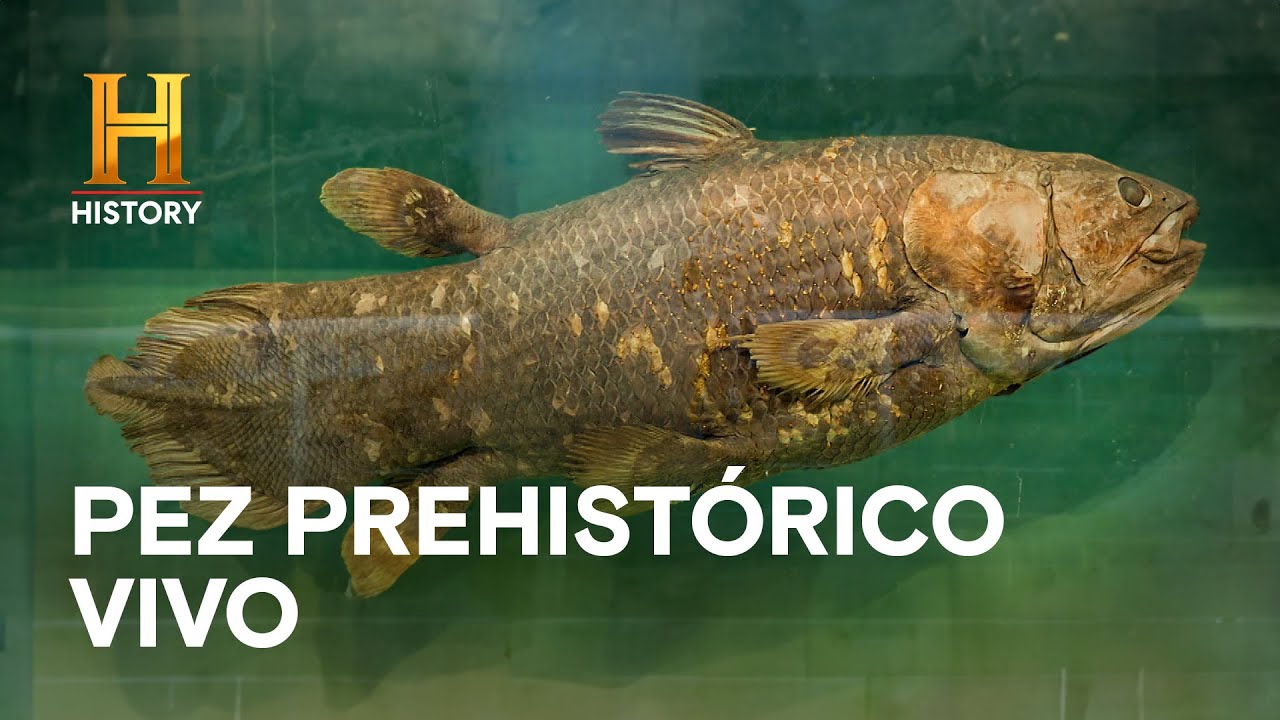 Pez Prehistórico Vivo y Extraño Monstruo Marino - MISTERIOS INEXPLORADOS CON DANNY TREJO