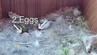 Download Lagu 26th April 2021 - Blue tit nest box live camera highlights Thumbnail