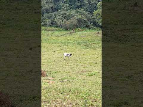 Boiada entre lindas paisagens