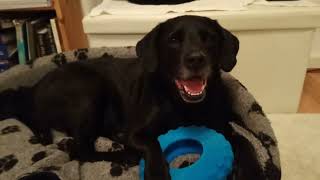 Snoopy's Injury (6), GoFundMe / Paypal.Me