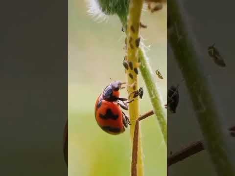 CONTROLE BIOLOGICO DE PRAGAS - MANEJO INTEGRADO DE PRAGAS