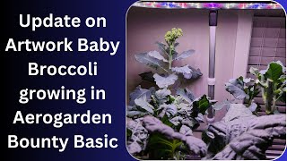 Update on Artwork Baby Broccoli growing in in Aerogarden Bounty Basic Hydroponics System