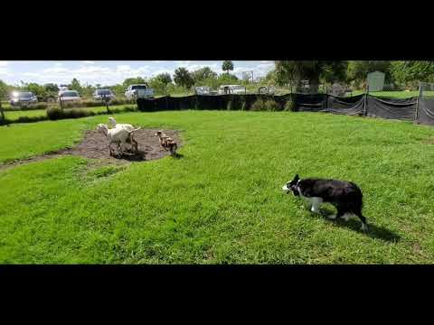Australian shepherd herding sheep