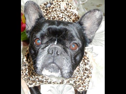 Jolie, an adopted French Bulldog in Orange, CA_image-1