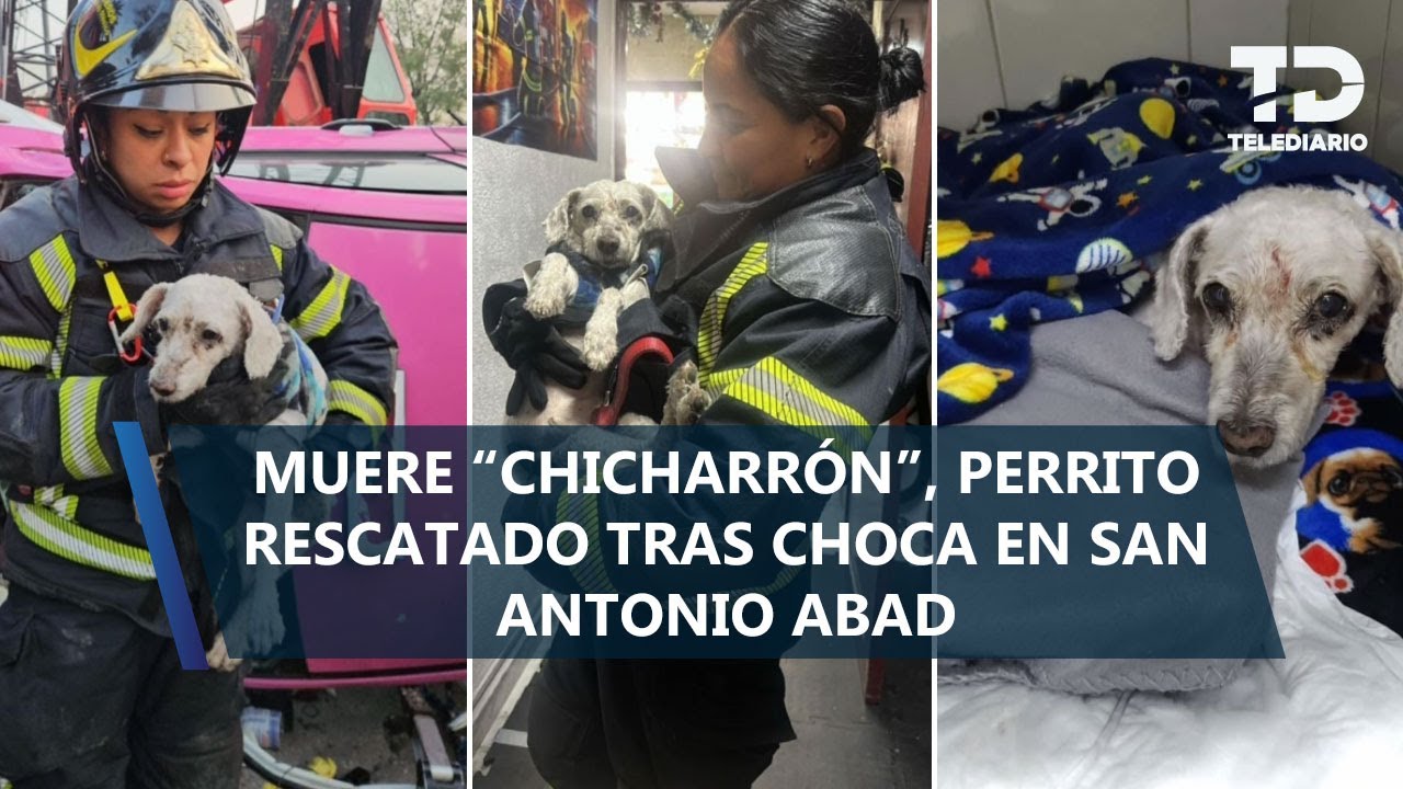 Dan último adiós a ‘Chicharrón’, perrito rescatado tras choque de San Antonio Abad