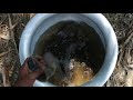 tilapia fish.best fishing vedio. traditional hook fishing.never seen on camera before.