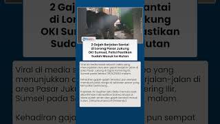 Detik-detik 2 Gajah Jalan di Lorong Pasar Jukung OKI, Polisi Pastikan Sudah Kembali ke Hutan
