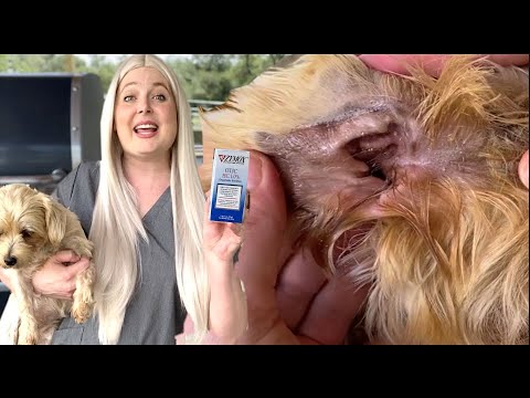 Treat your dogs ear infection AT HOME | Zymox Really works!