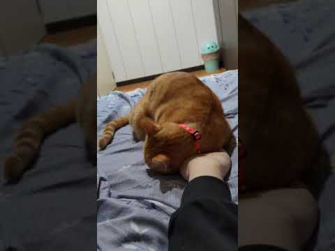 my cat loves rubbing his head against my hand